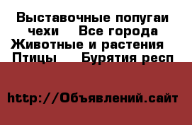 Выставочные попугаи чехи  - Все города Животные и растения » Птицы   . Бурятия респ.